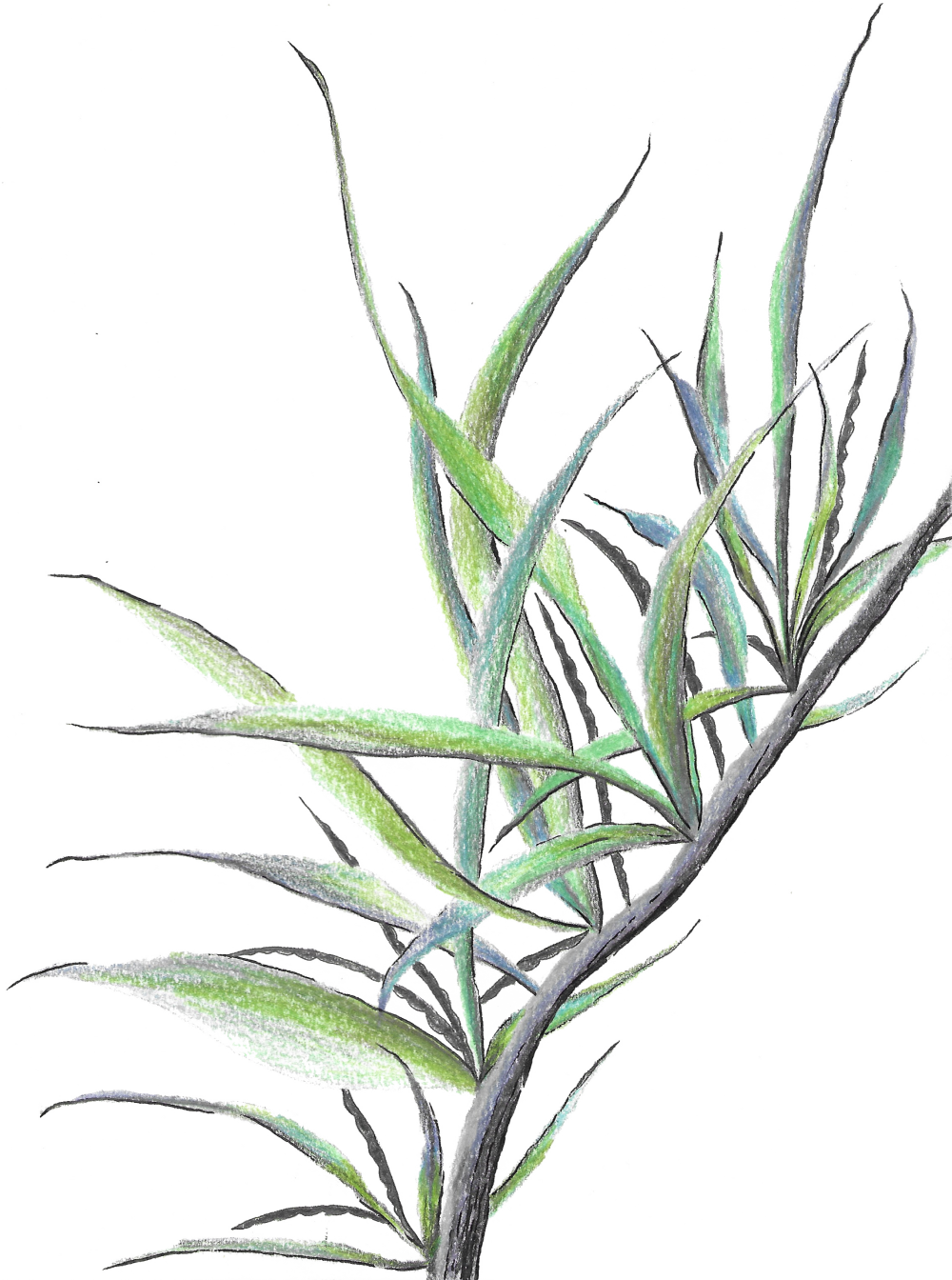 Succelent compressed