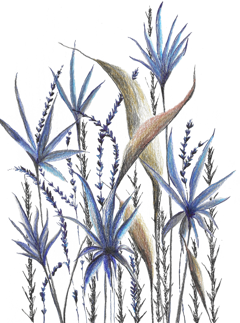 Wild Blue Flowers compressed